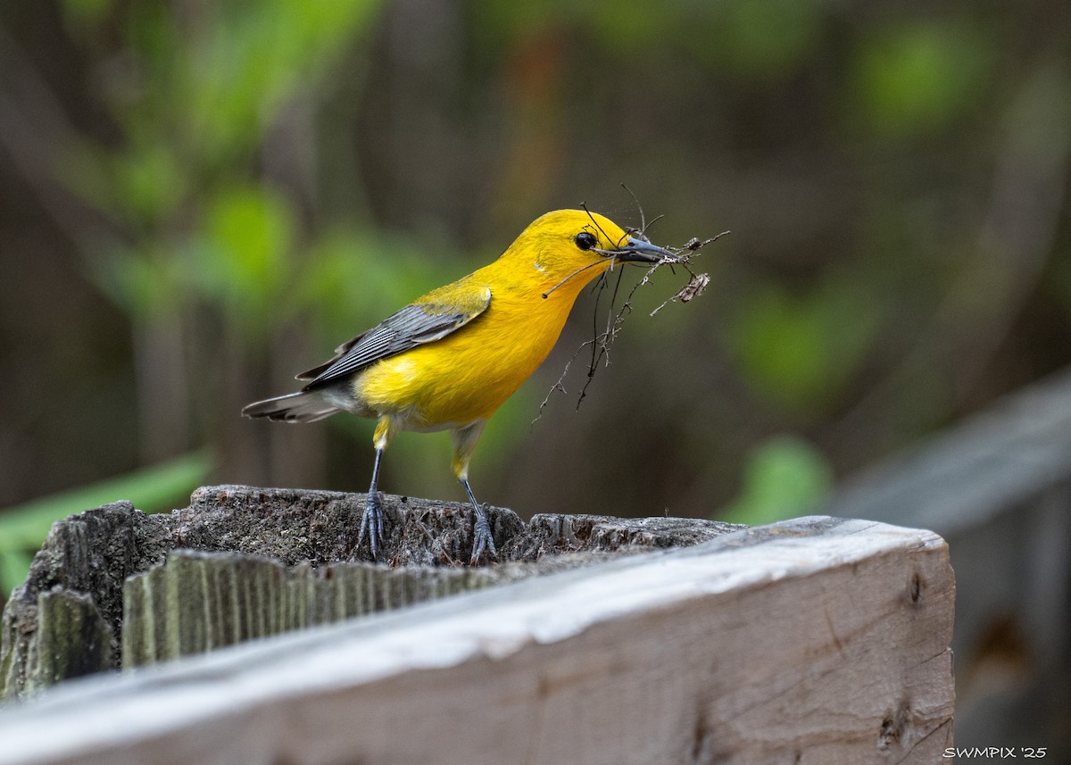 Prothonotary Warbler - ML635403380