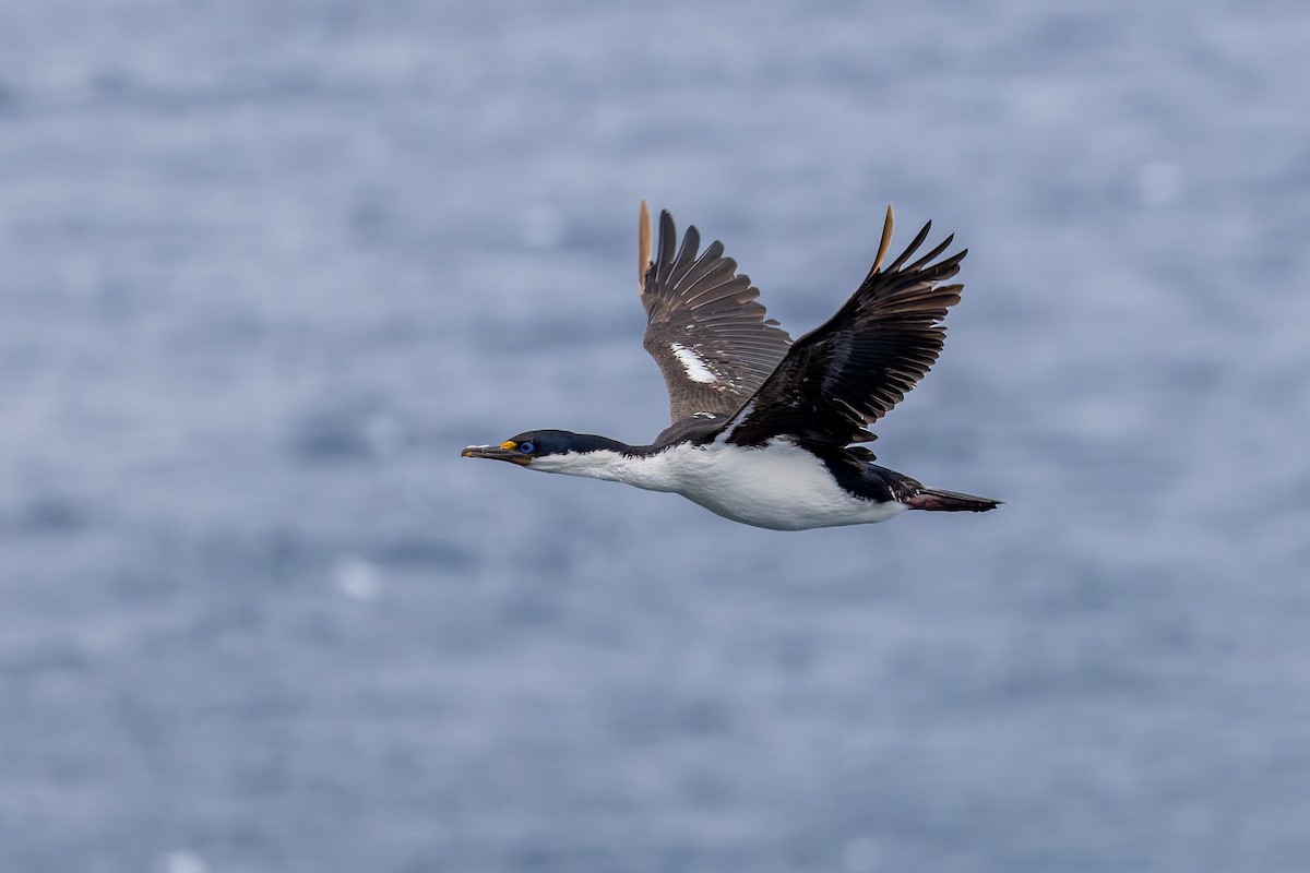 Macquarie Shag - ML635403393