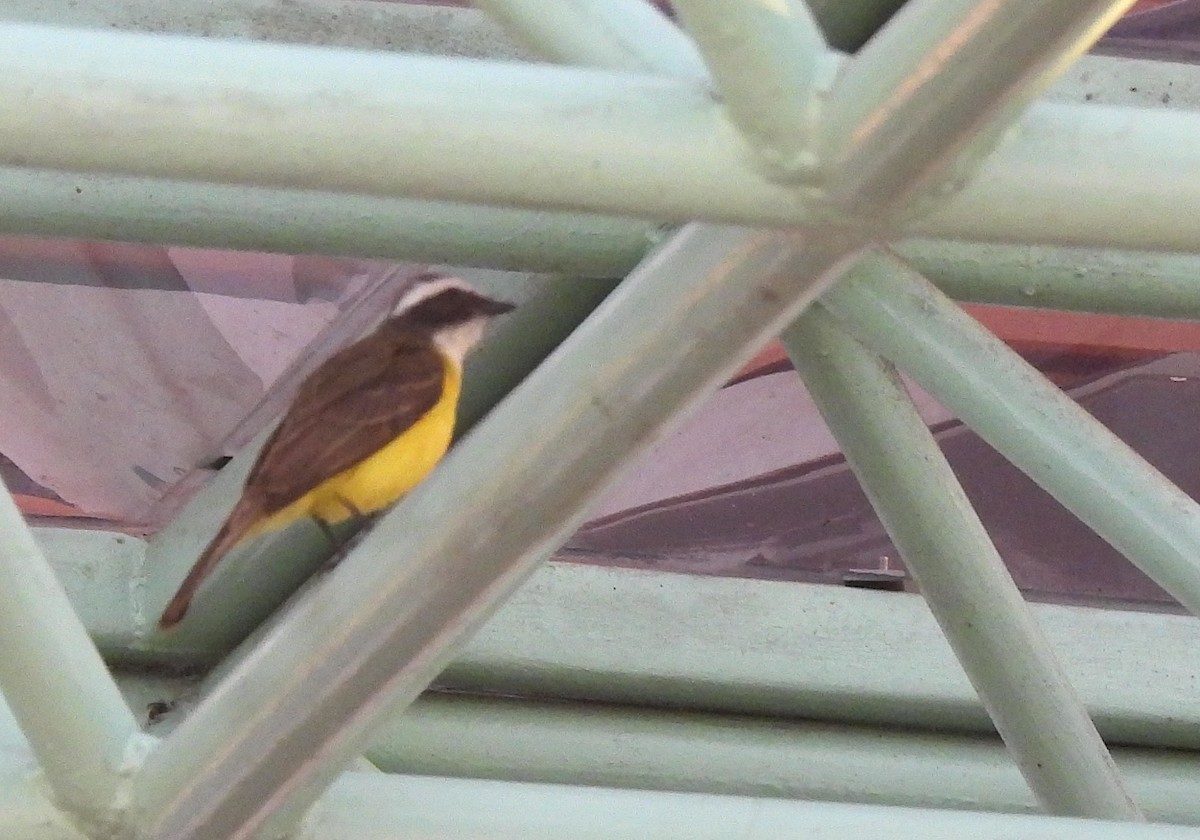 Social Flycatcher - ML635403557
