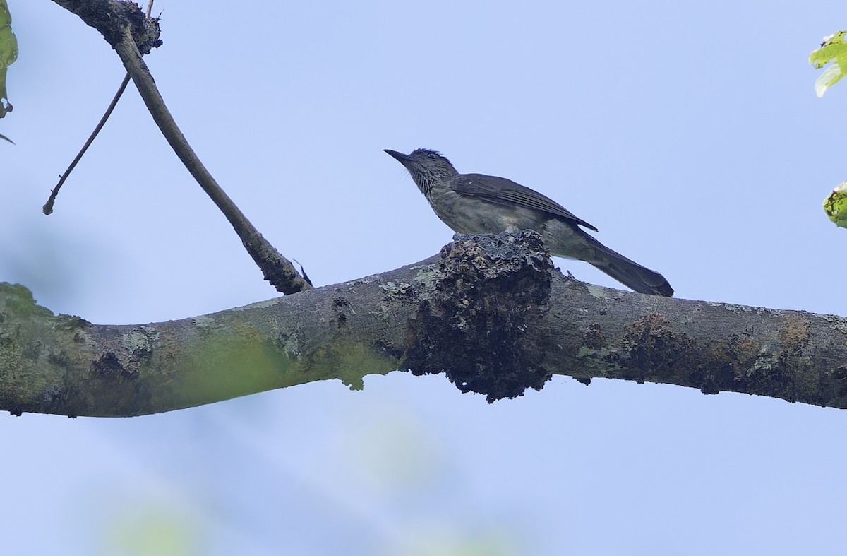 Streak-breasted Bulbul (Cebu) - Robert Hutchinson / Birdtour Asia