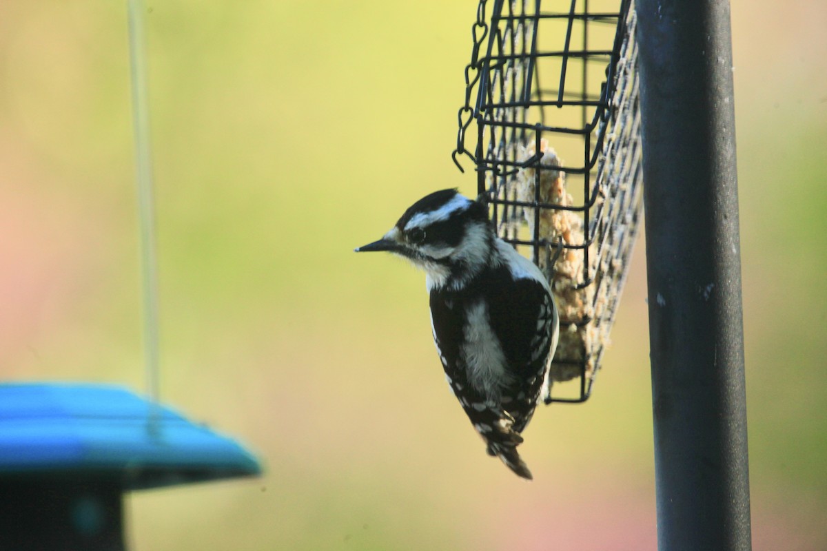 Downy Woodpecker - ML635403738