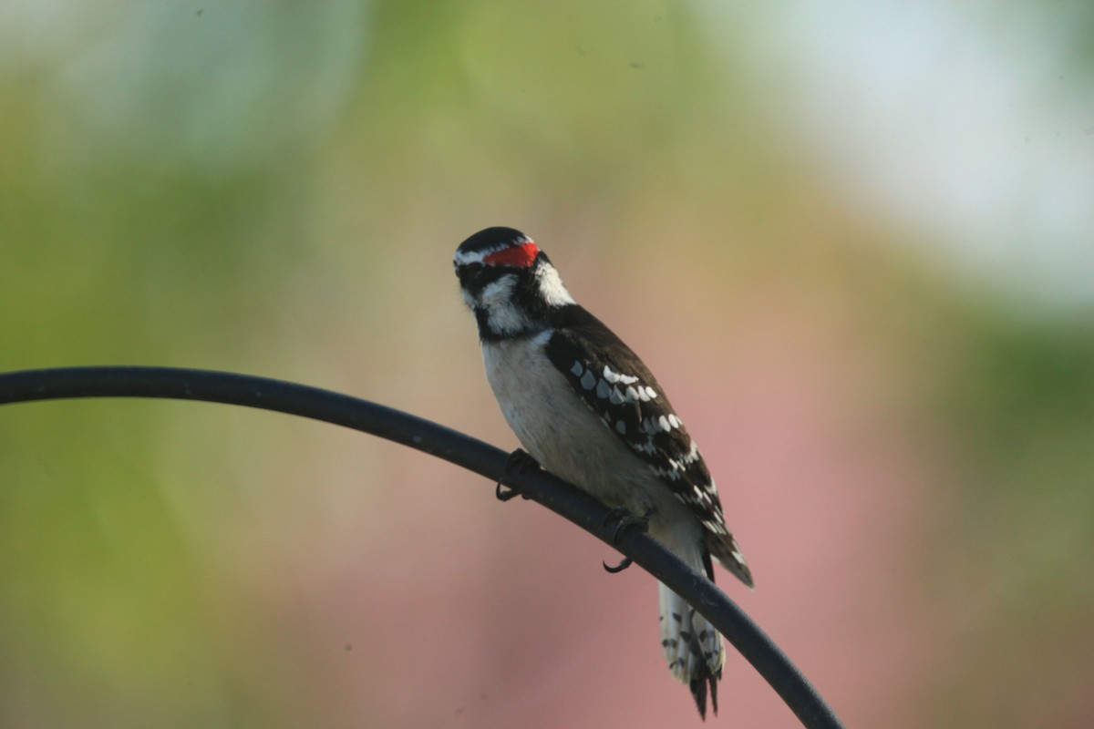 Downy Woodpecker - ML635403739