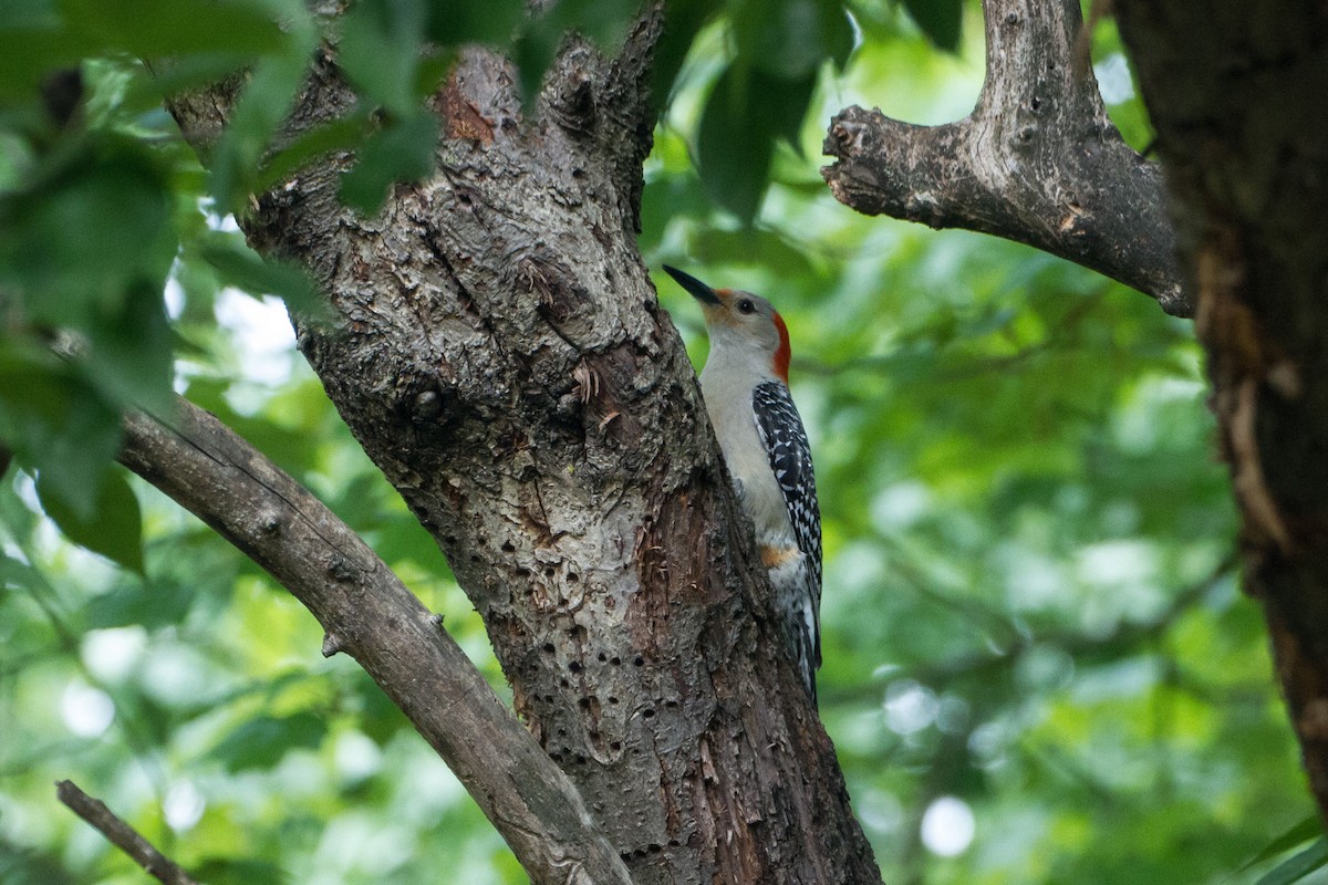 Carolinaspecht - ML635403818