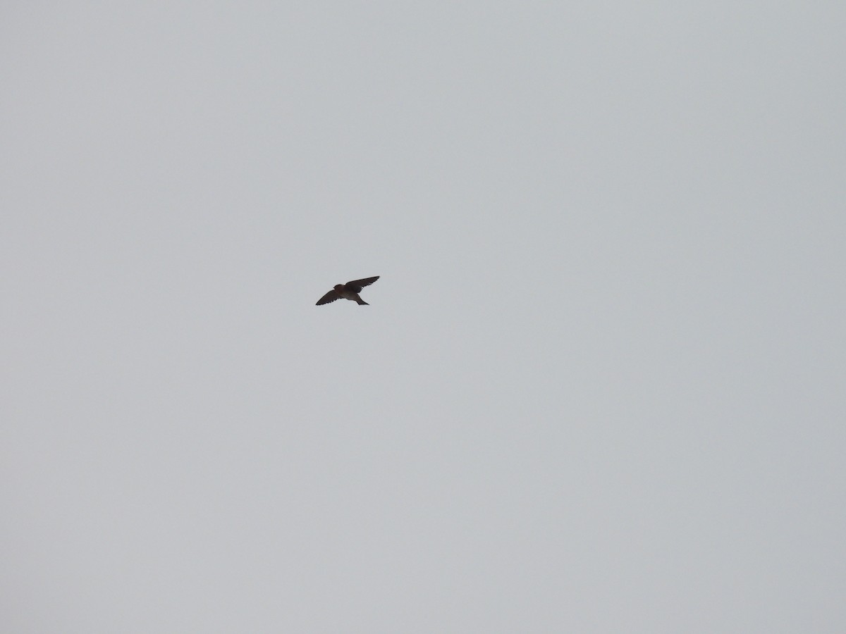 Cave Swallow - ML635403819