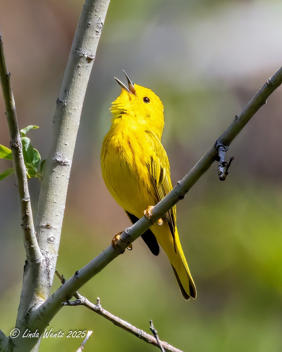 Northern Yellow Warbler - ML635403885