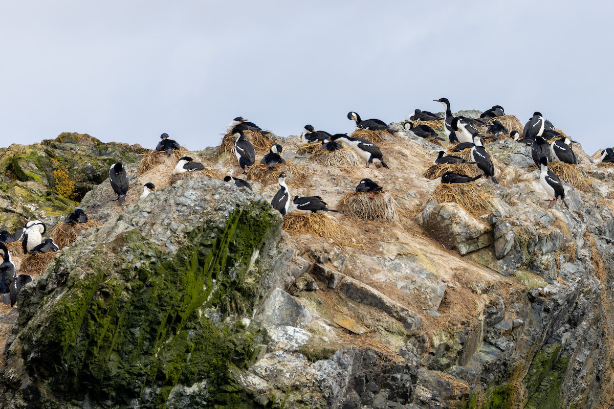 Macquarie Shag - ML635403907