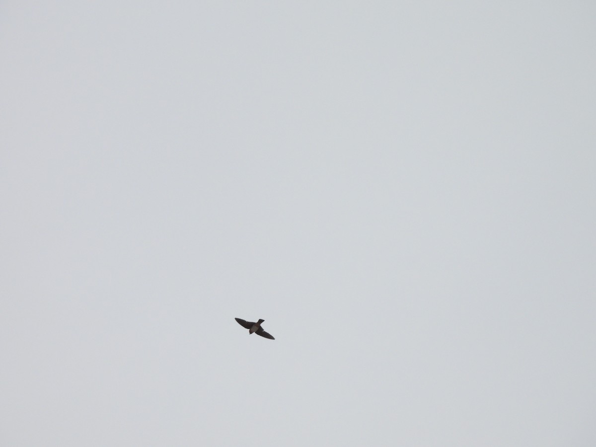 Cave Swallow - ML635403908