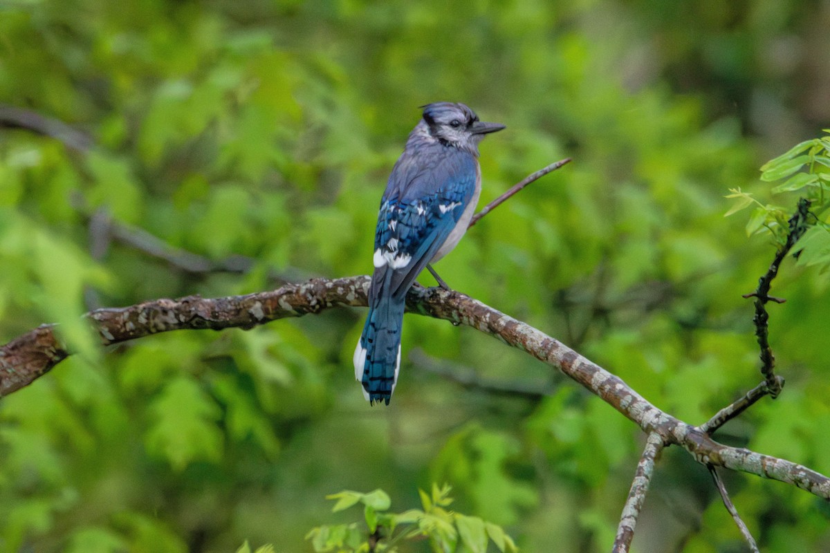 Blauhäher - ML635403954