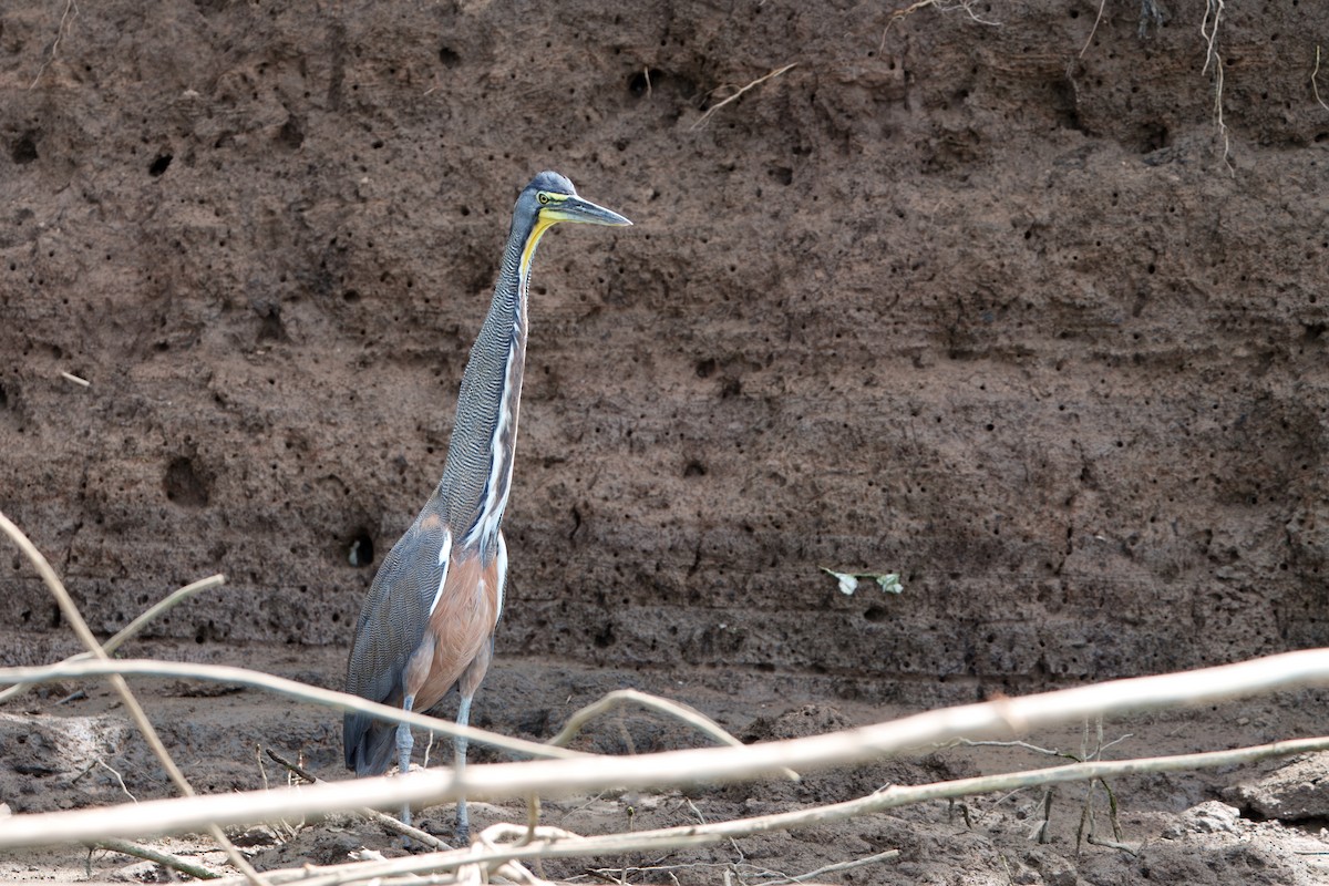 Bare-throated Tiger-Heron - ML635403962