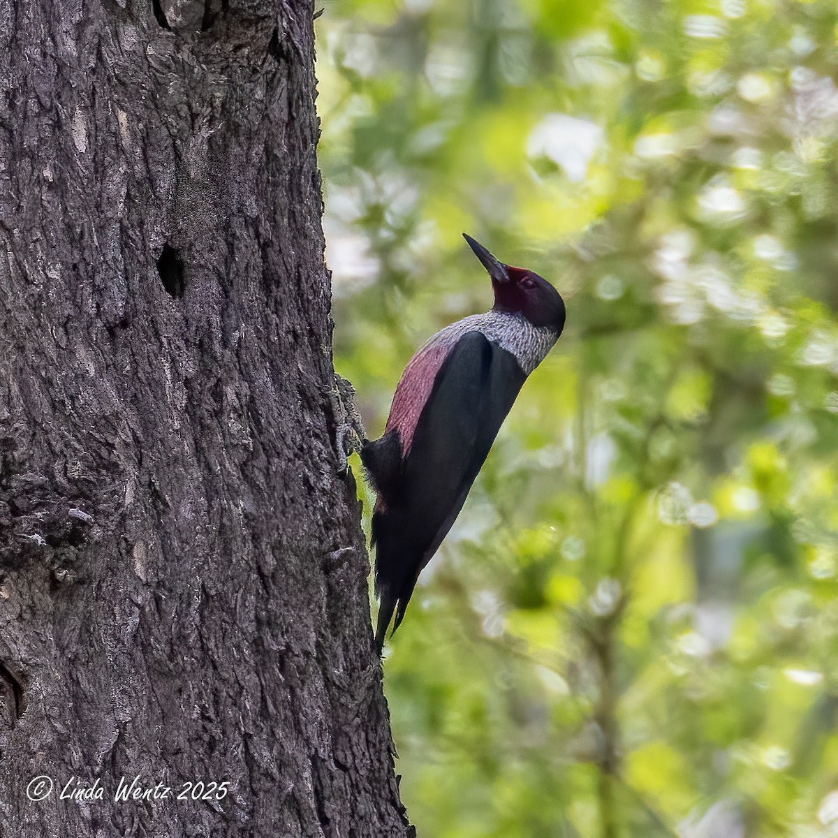 Lewis's Woodpecker - ML635403964