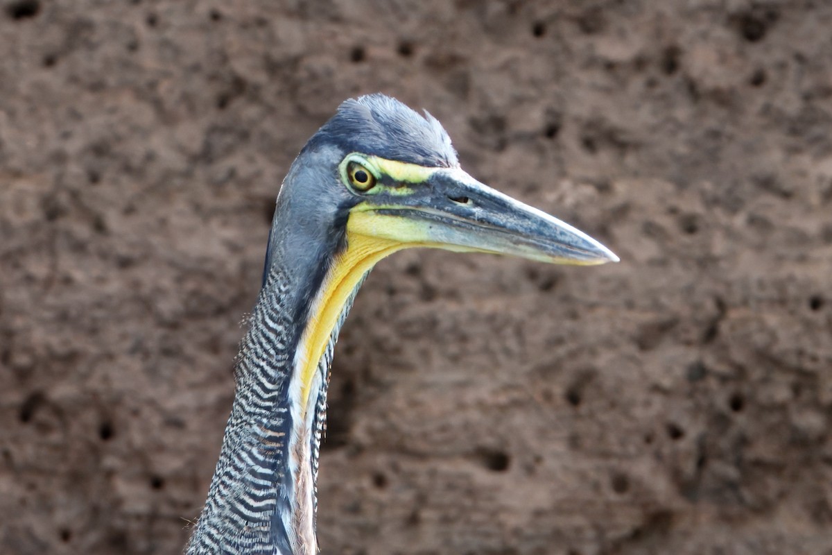 Bare-throated Tiger-Heron - ML635403969