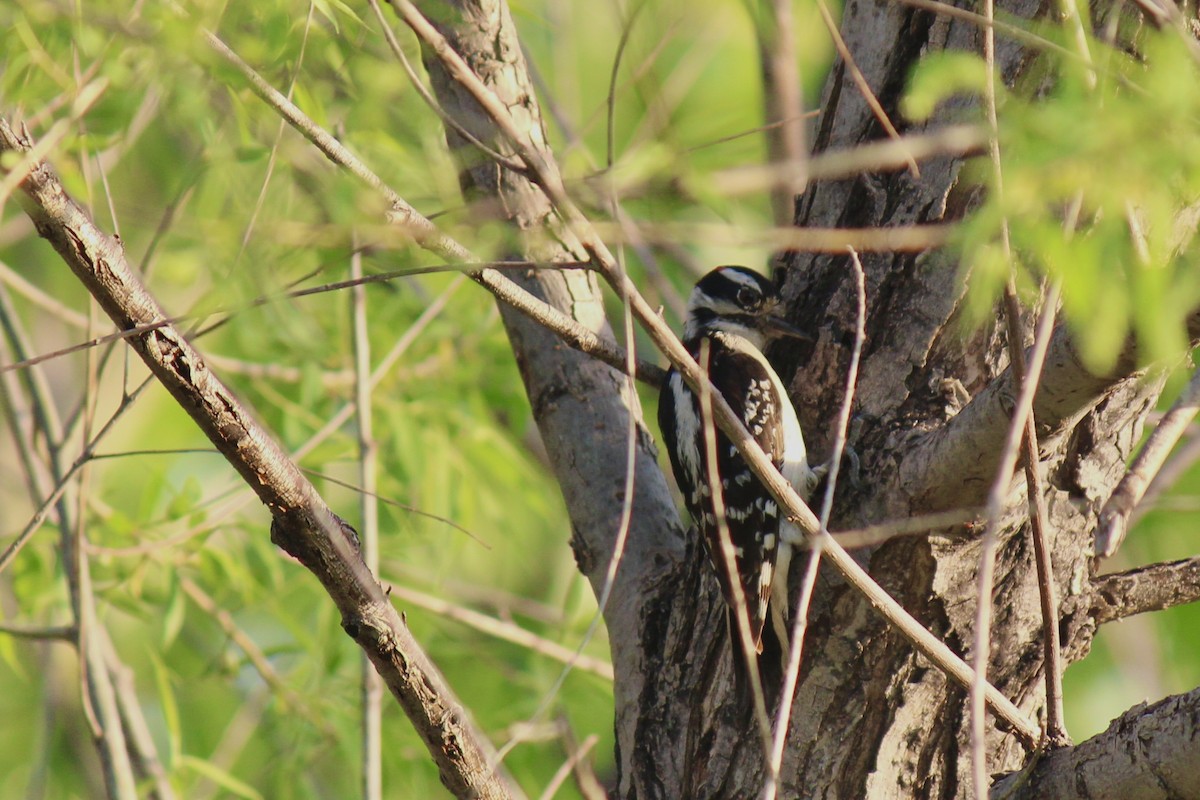Downy Woodpecker - ML635403999