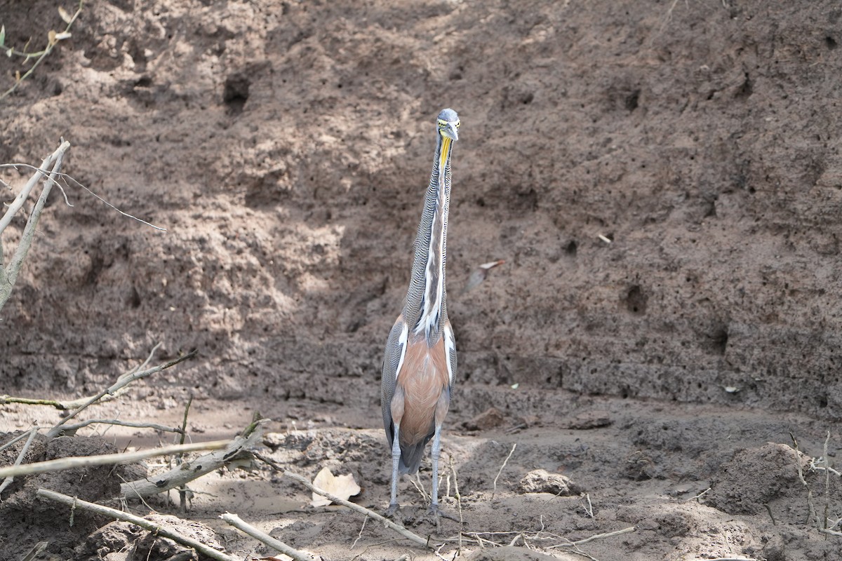 Bare-throated Tiger-Heron - ML635404009