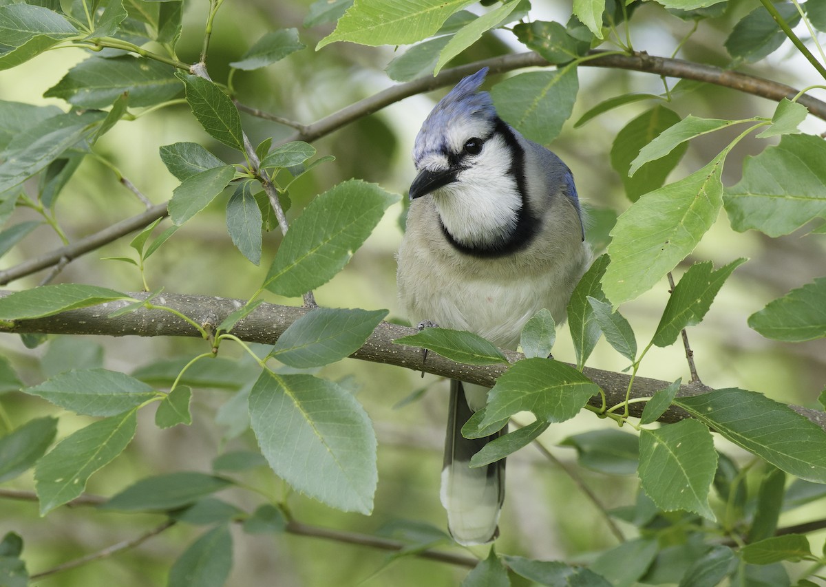 Blauhäher - ML635404089