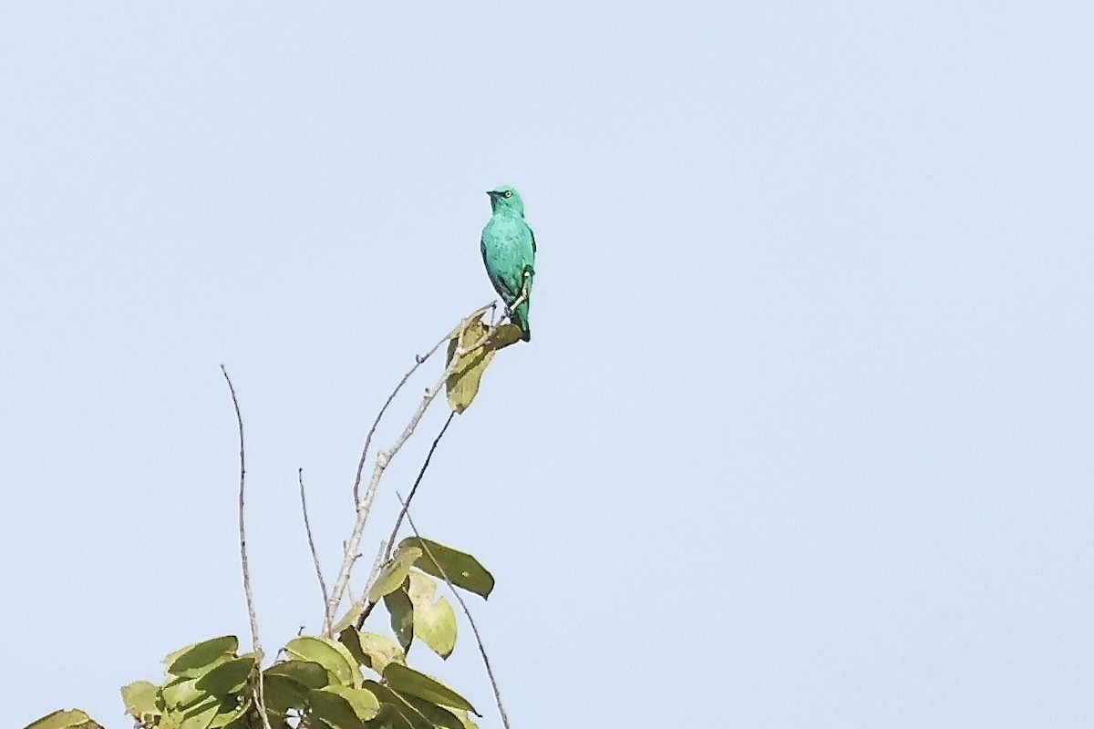 Viridian Dacnis - ML635404097