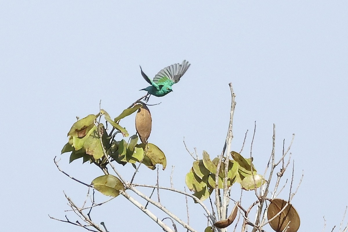 Viridian Dacnis - ML635404103