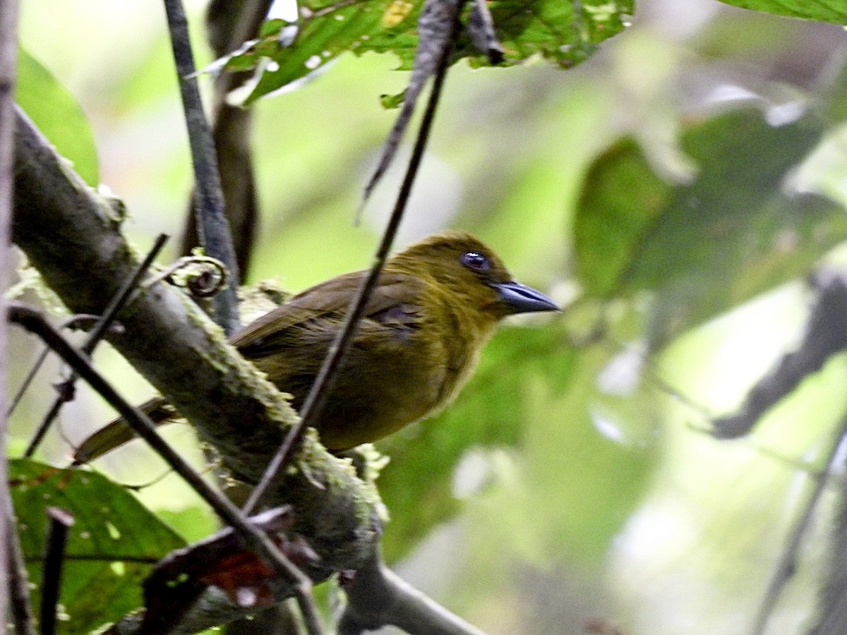 Carmiol's Tanager - ML635404130