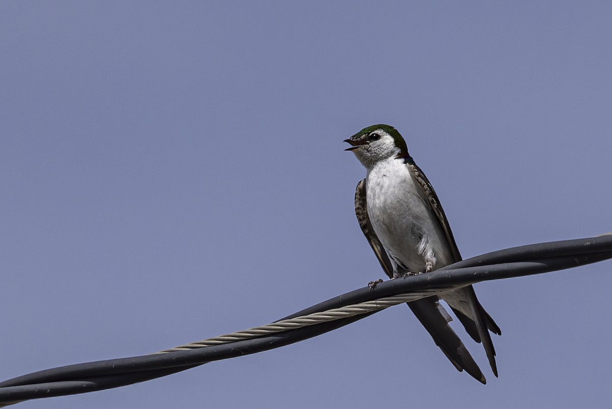 Violet-green Swallow - ML635404166