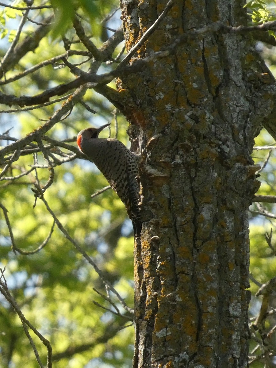 datel zlatý (ssp. auratus/luteus) - ML635404173