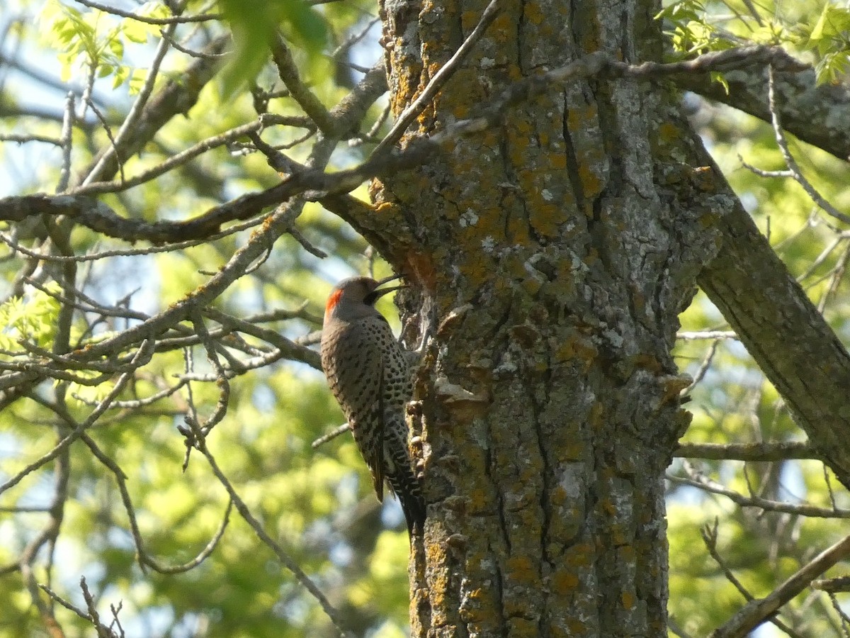 datel zlatý (ssp. auratus/luteus) - ML635404174