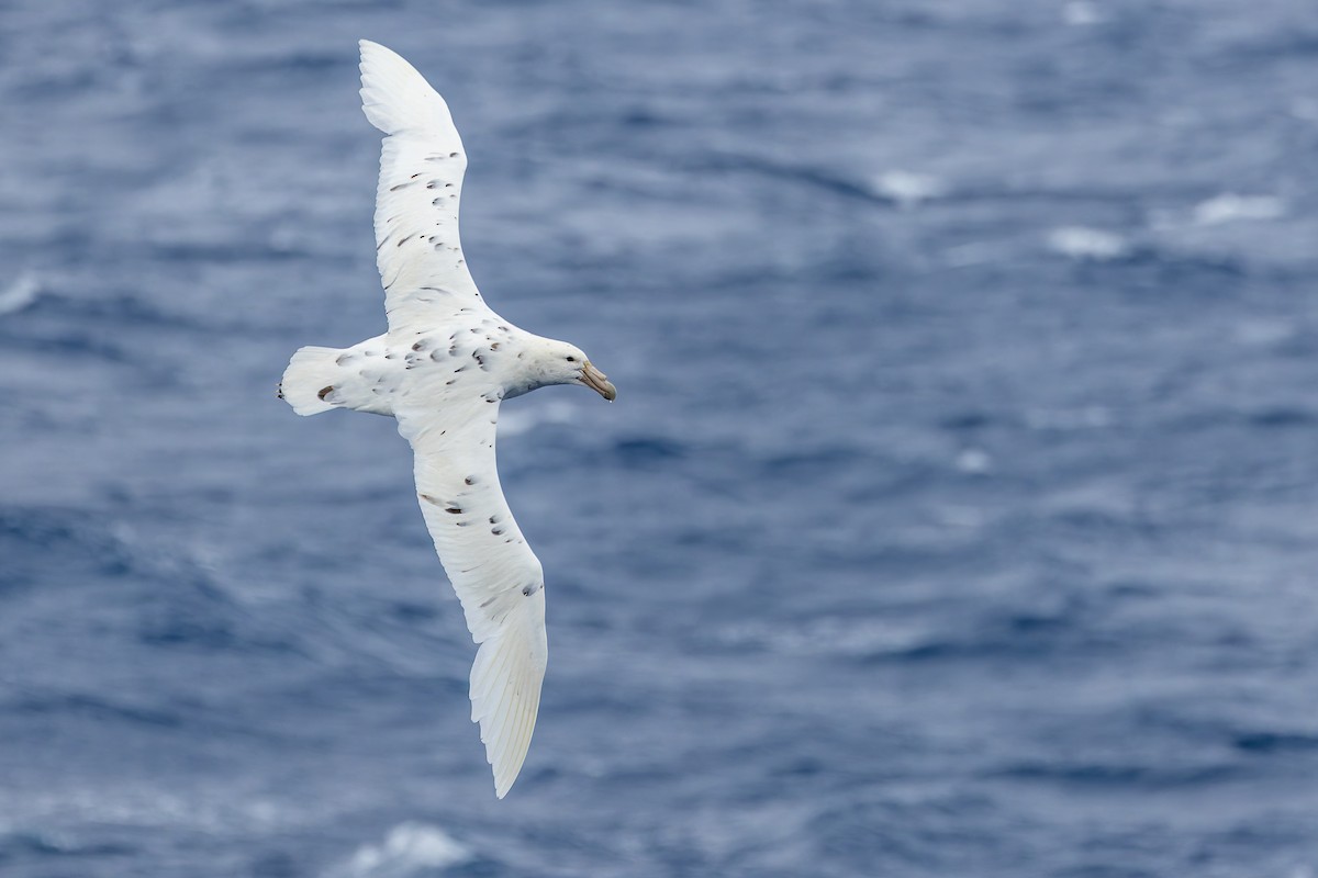 Southern Giant-Petrel - ML635404193