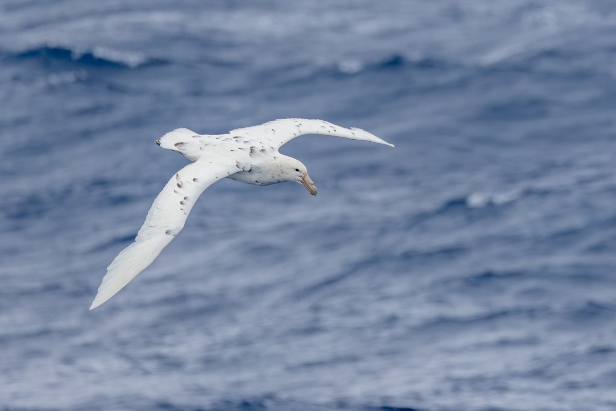 Southern Giant-Petrel - ML635404197