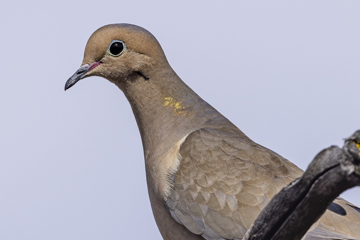 Mourning Dove - ML635404217