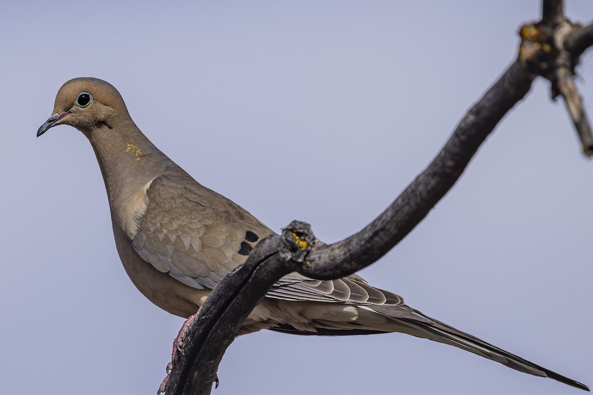 Mourning Dove - ML635404218