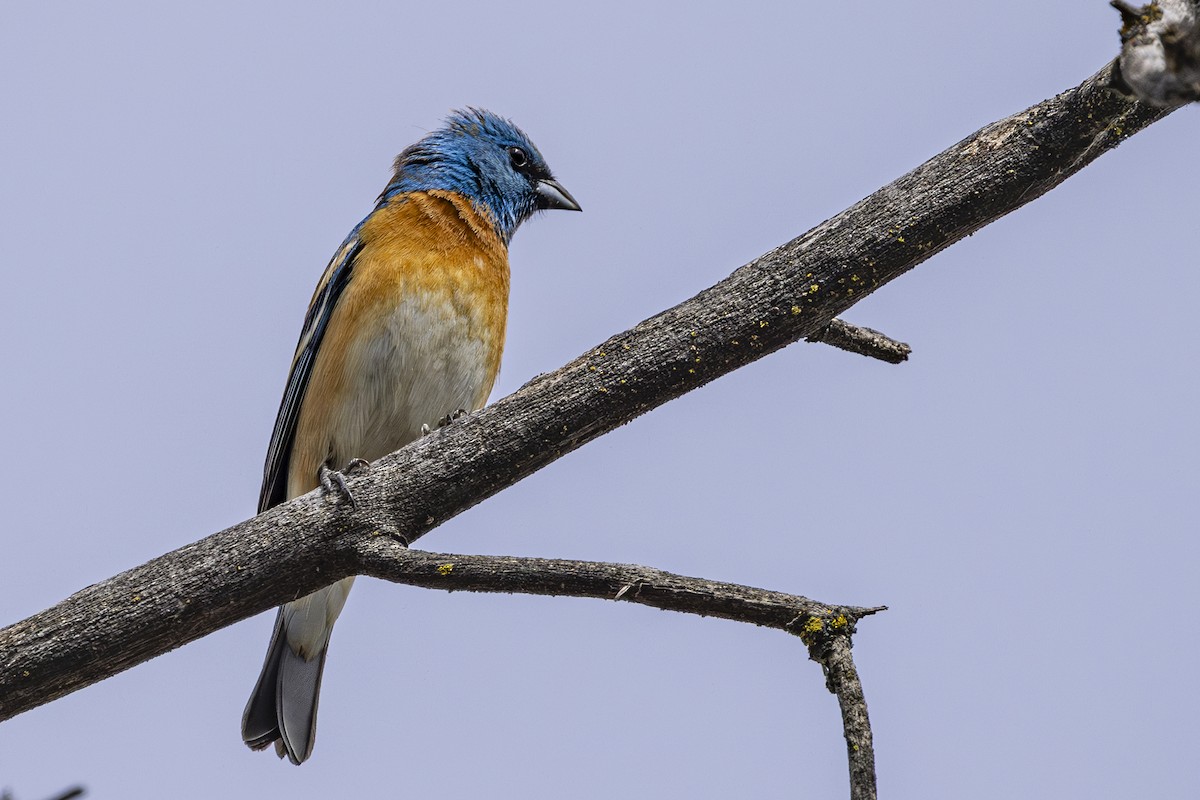 Lazuli Bunting - ML635404235