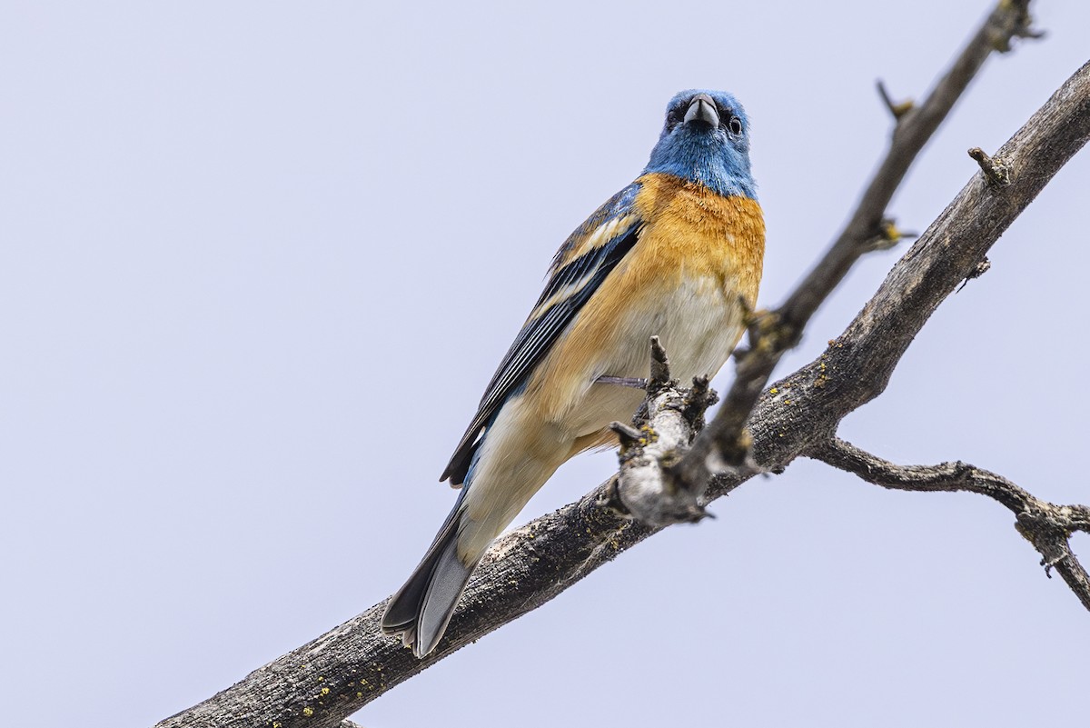 Lazuli Bunting - ML635404244