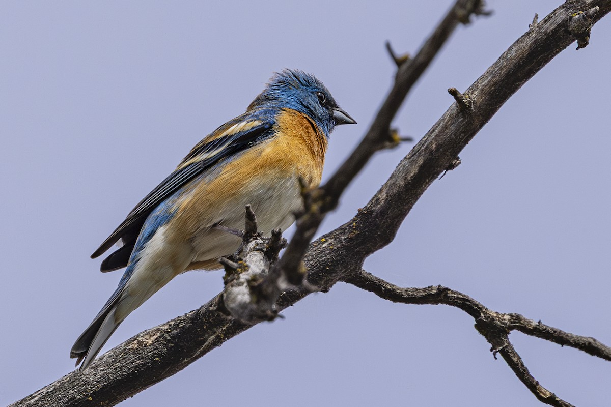 Lazuli Bunting - ML635404245