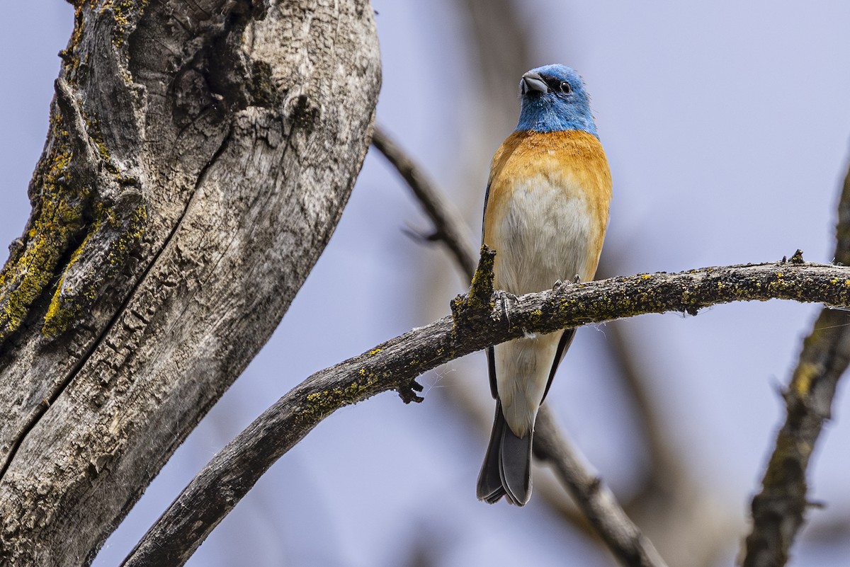 Lazuli Bunting - ML635404252