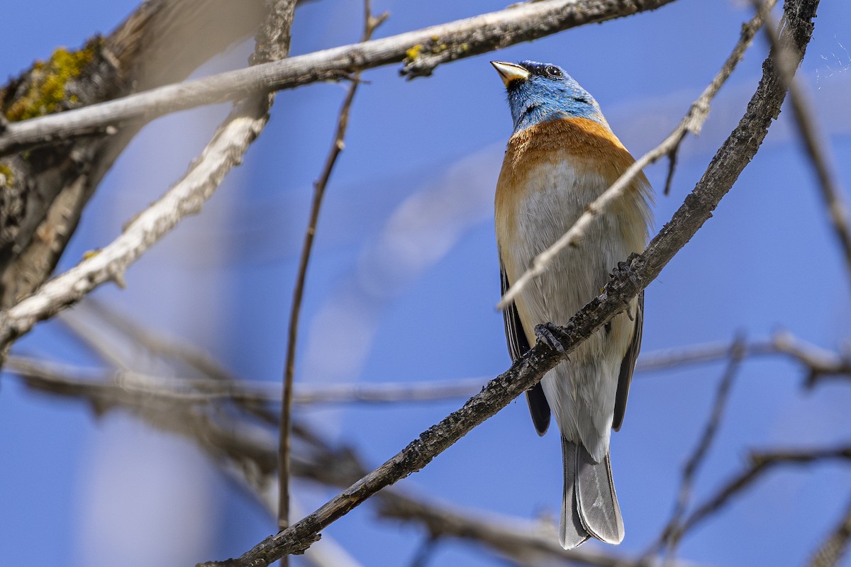 Lazuli Bunting - ML635404259