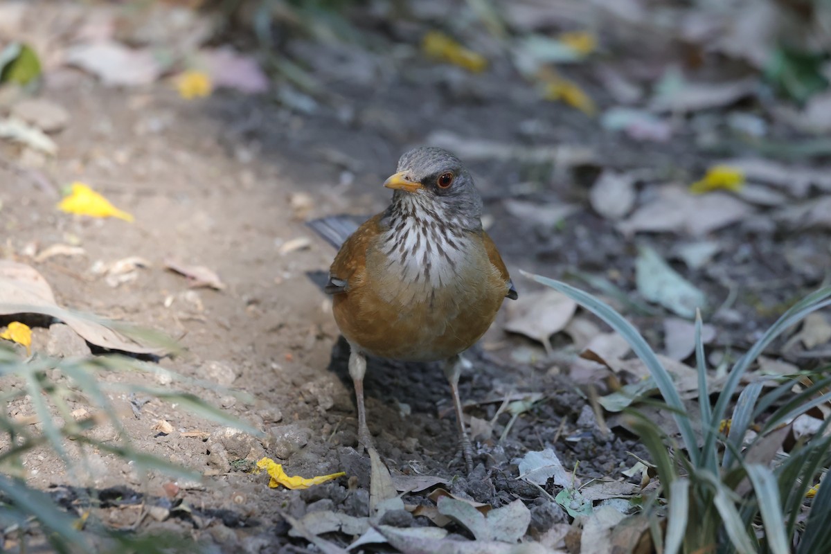 Дрізд мексиканський (підвид rufopalliatus) - ML635404279
