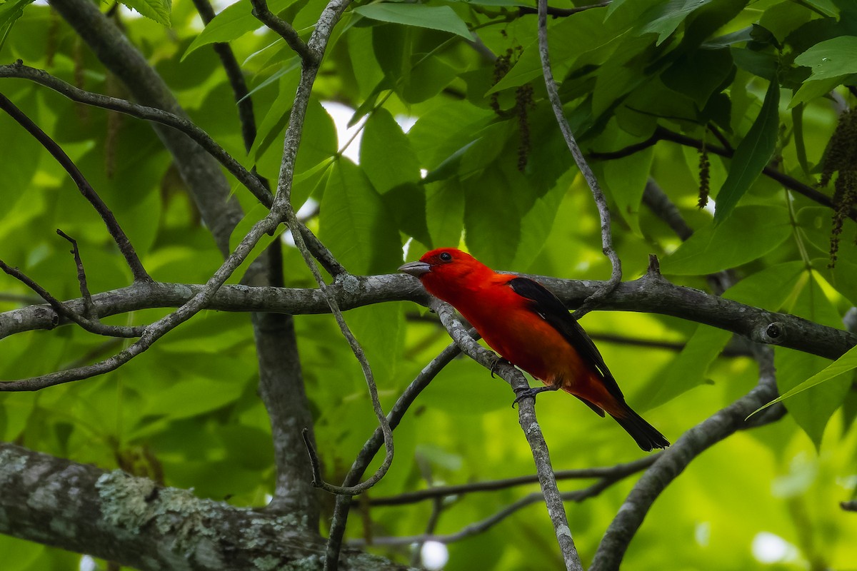 Scarlet Tanager - ML635404284