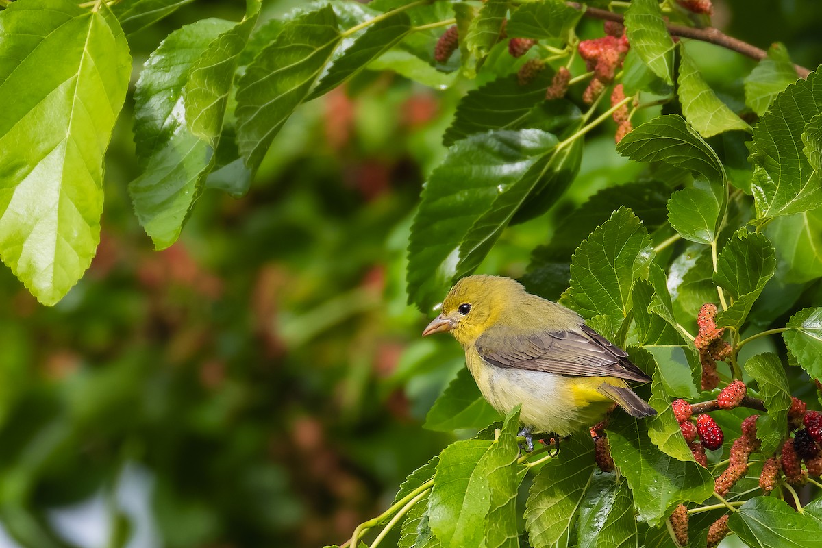 Scarlet Tanager - ML635404285