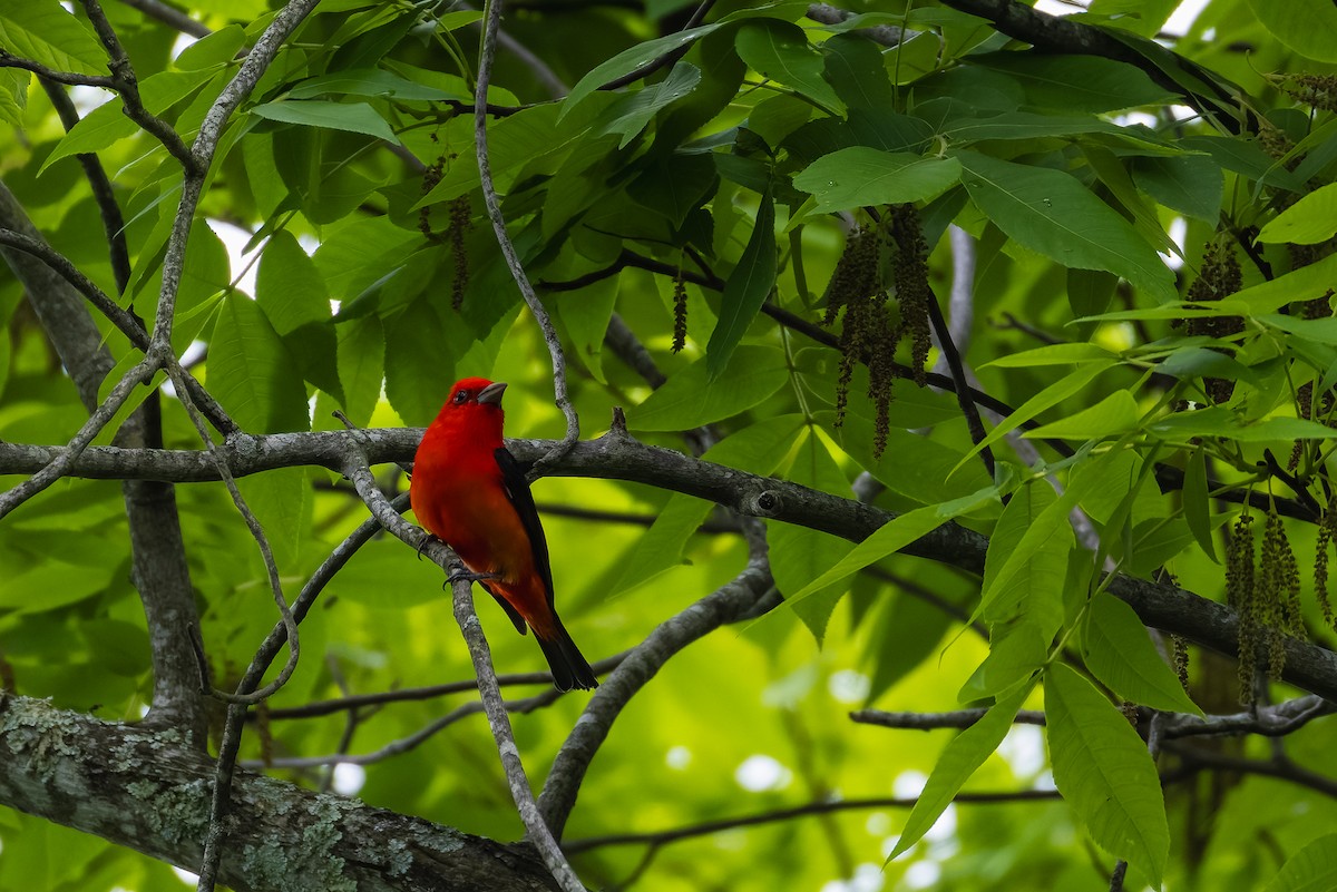 Scarlet Tanager - ML635404286