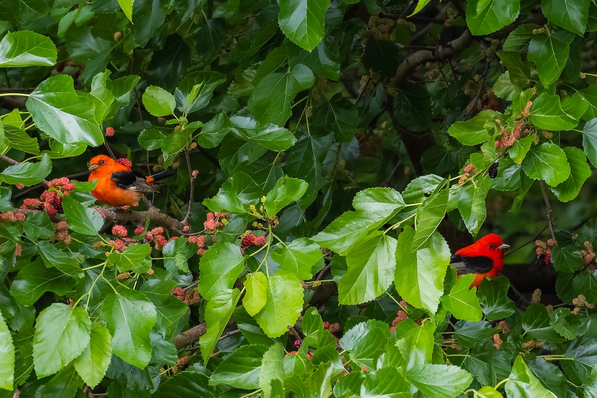 Scarlet Tanager - ML635404287