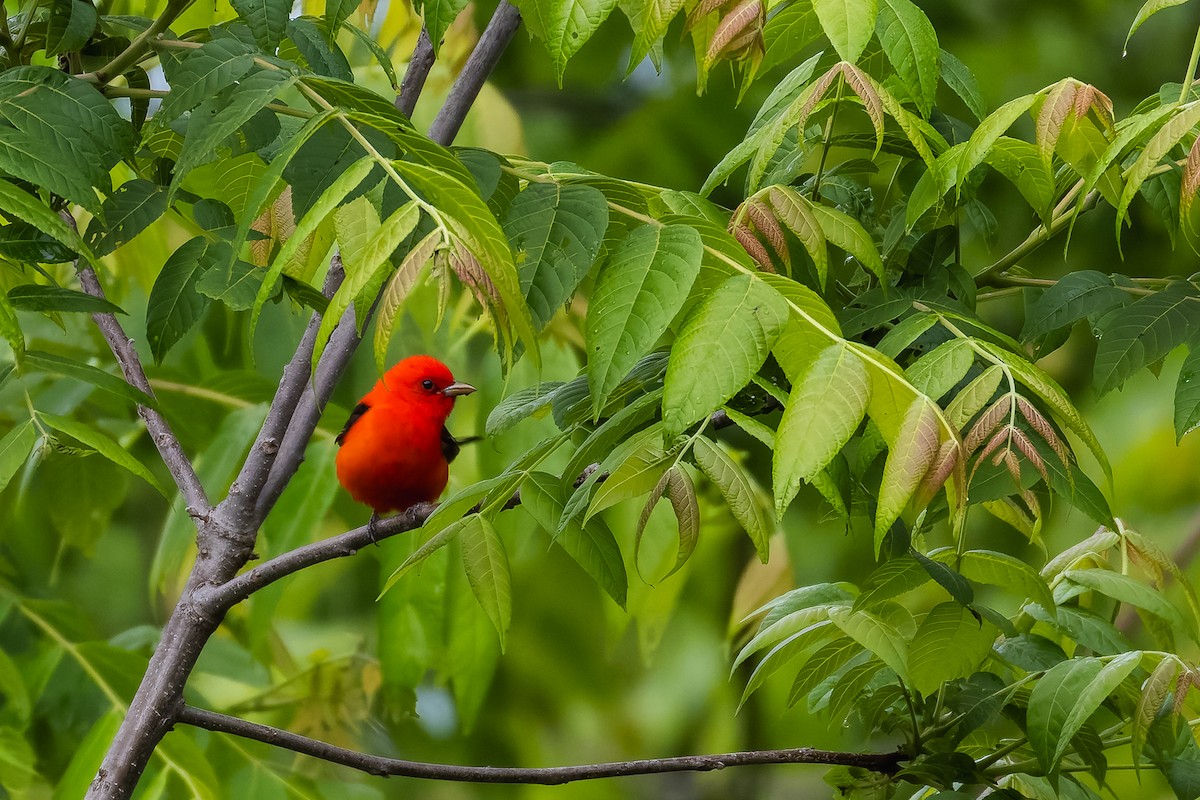 Scarlet Tanager - ML635404289