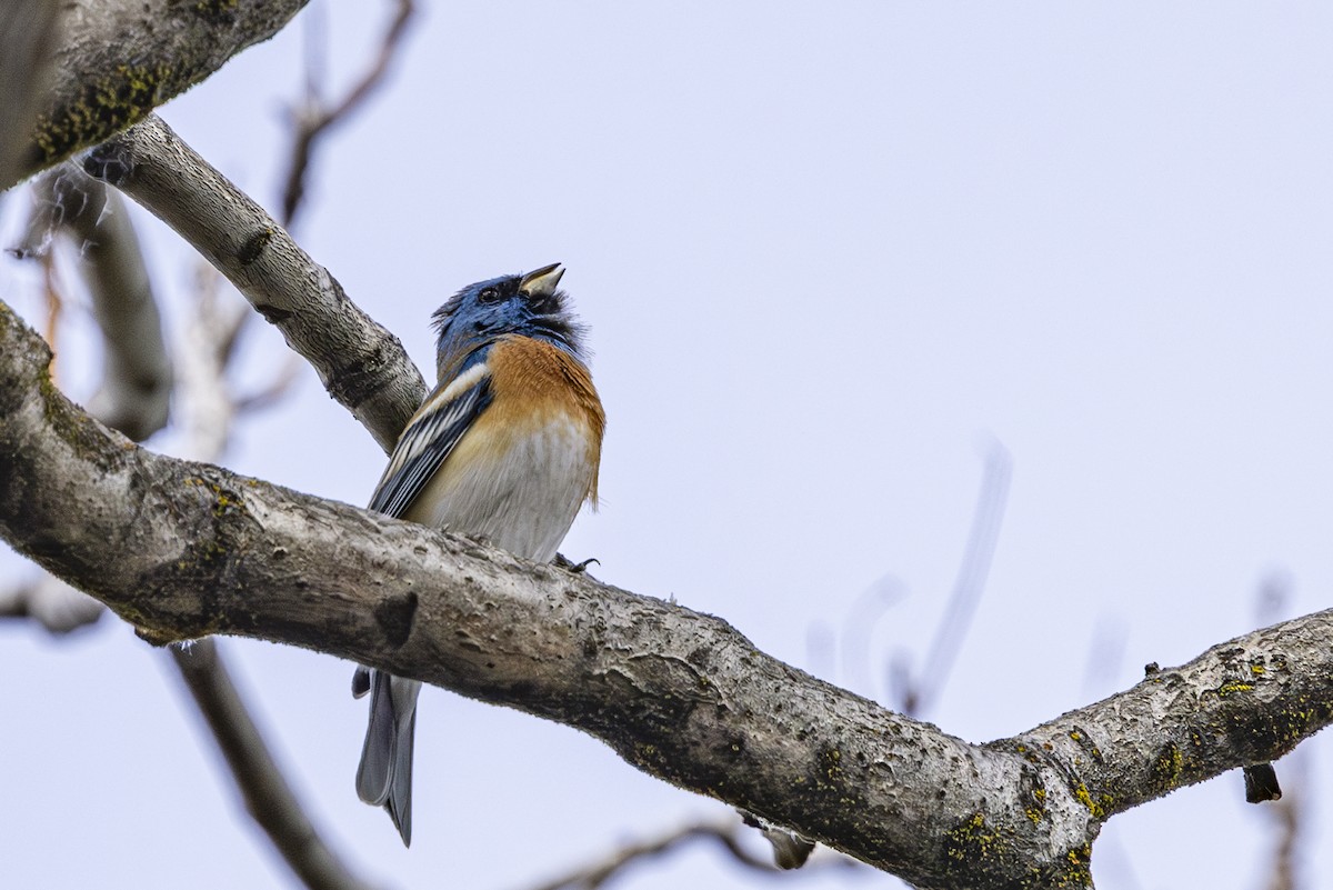Lazuli Bunting - ML635404291