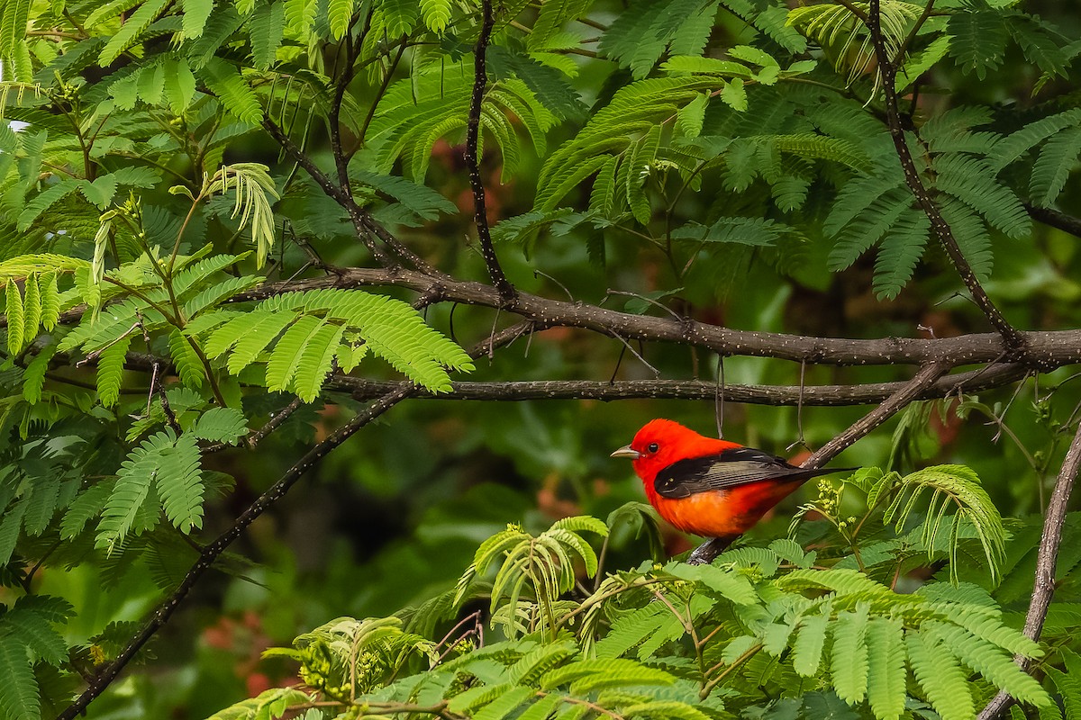 Scarlet Tanager - ML635404292