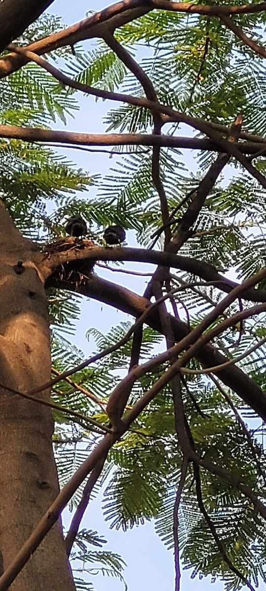 Black Drongo - ML635404331
