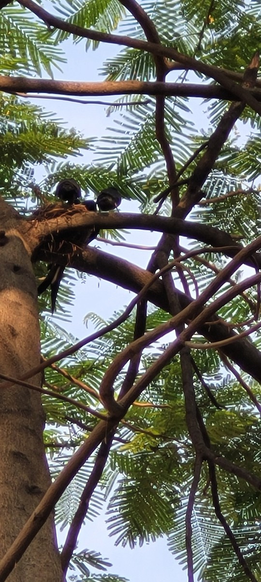 Black Drongo - ML635404332