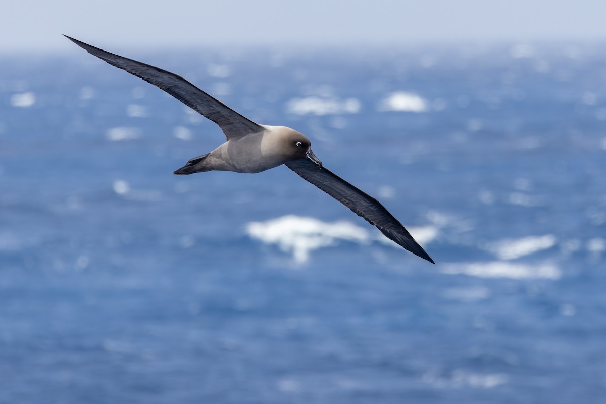 gråalbatross - ML635404366