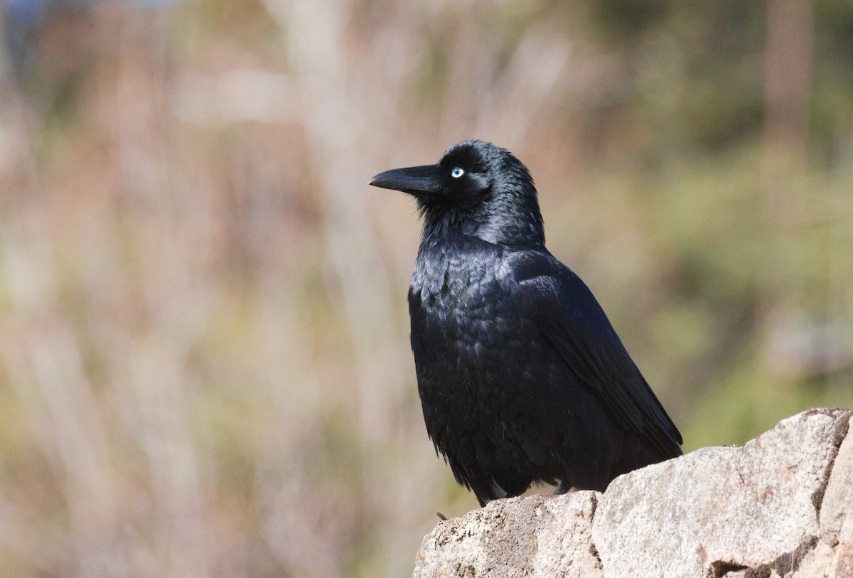 Little Raven - ML635404369