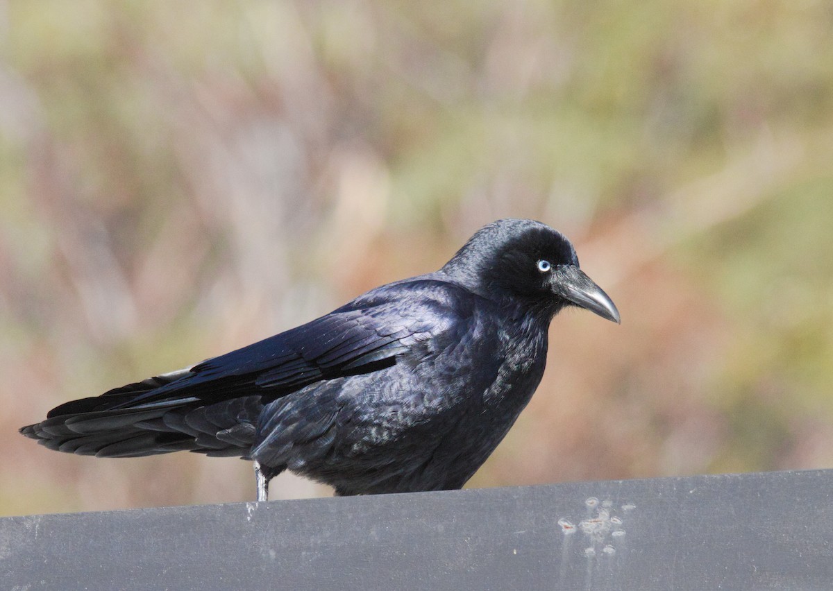 Little Raven - ML635404370