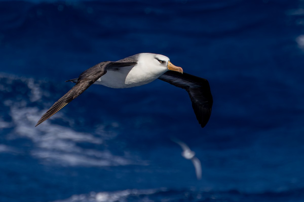 svartbrynalbatross (impavida) - ML635404414