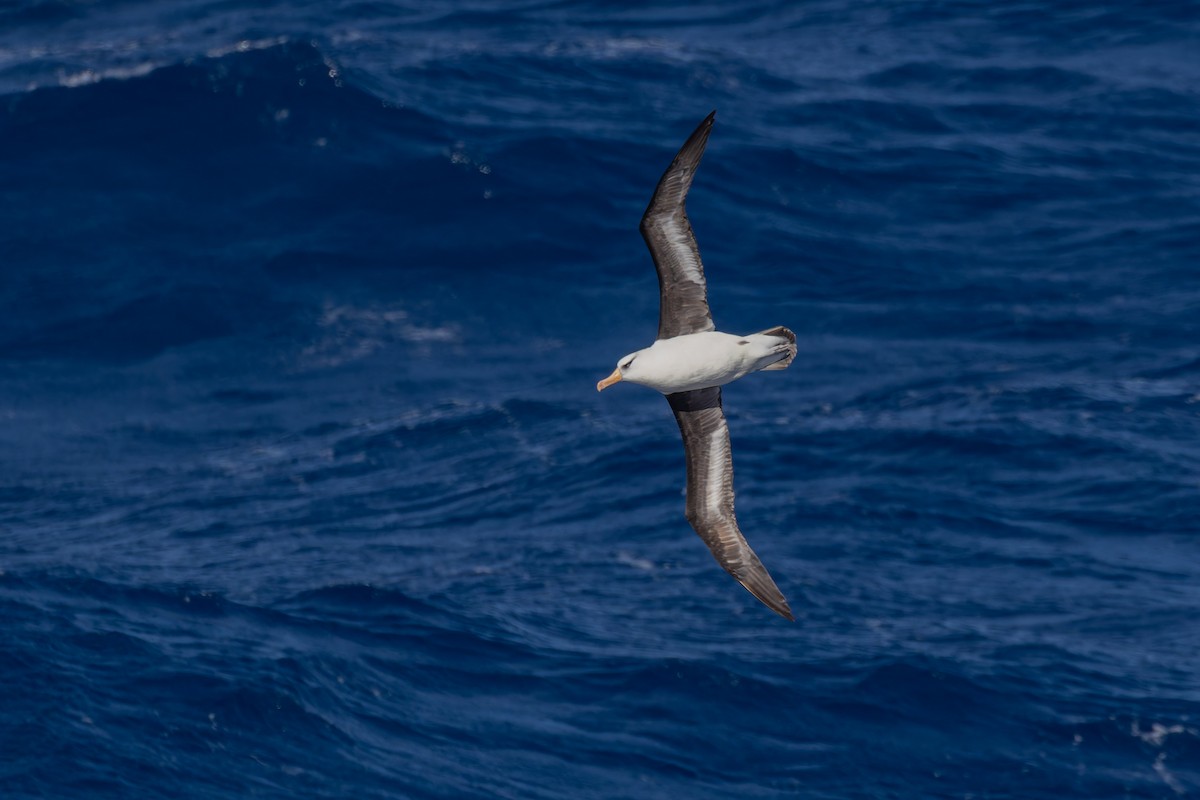 svartbrynalbatross (impavida) - ML635404419