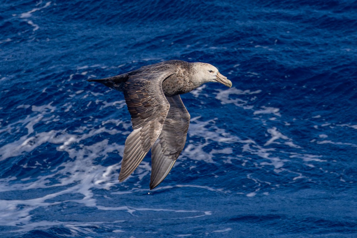 Southern Giant-Petrel - ML635404438