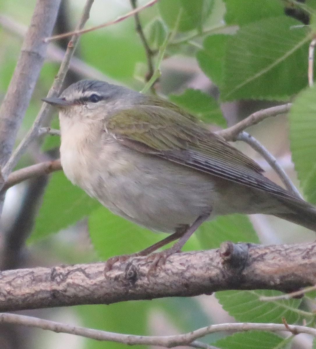 Tennessee Warbler - ML635404456